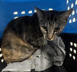 Found/Stray Unknown Cat last seen Port St. Lucie, Port St. Lucie, FL 34986