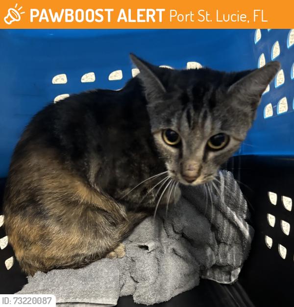 Found/Stray Unknown Cat last seen Port St. Lucie, Port St. Lucie, FL 34986