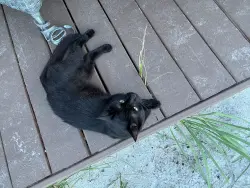 Lost Male Cat last seen BB's Beach Bar, Indialantic, FL 32903