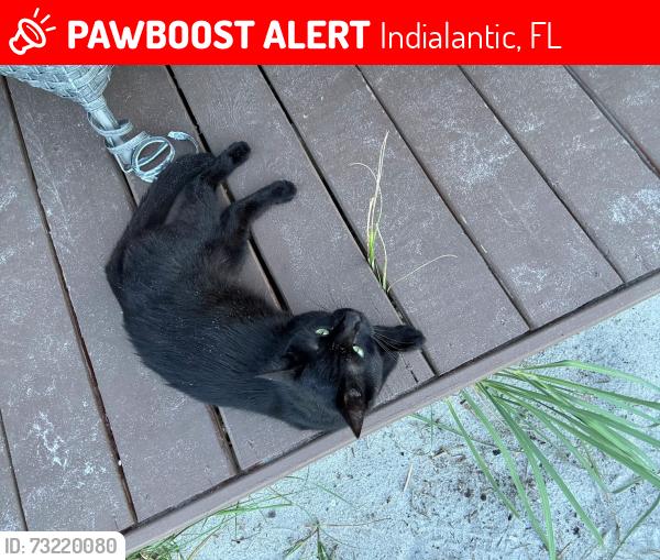 Lost Male Cat last seen BB's Beach Bar, Indialantic, FL 32903