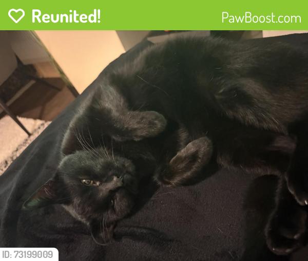 Reunited Male Cat last seen Wellesley Road Ipswich, IP4, Suffolk, England IP4