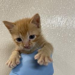 Shelter Stray Male Cat last seen William D Fitch/ Hwy 6 S, Brazos County, TX, 5359 Leonard Rd, Bryan, TX 77807, USA