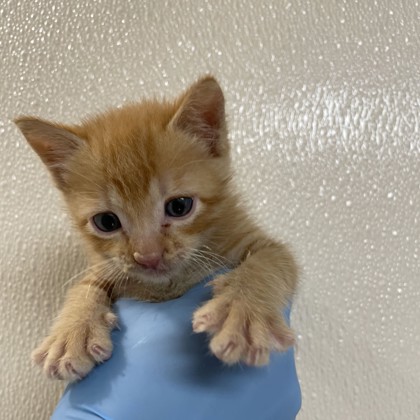 Shelter Stray Male Cat last seen William D Fitch/ Hwy 6 S, Brazos County, TX, 5359 Leonard Rd, Bryan, TX 77807, USA
