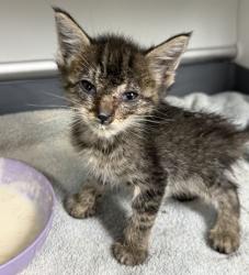 Shelter Stray Female Cat last seen JC Long Dr / Ruth Circle, Brazos County, TX, 5359 Leonard Rd, Bryan, TX 77807, USA