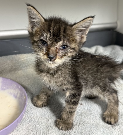 Shelter Stray Female Cat last seen JC Long Dr / Ruth Circle, Brazos County, TX, 5359 Leonard Rd, Bryan, TX 77807, USA