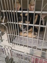 Shelter Stray Female Dog last seen Near Ashley Downs Ln, South Fulton,, 1251 Fulton Industrial Blvd NW, Atlanta, GA 30336, USA