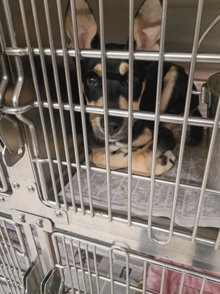 Shelter Stray Female Dog last seen Near Ashley Downs Ln, South Fulton,, 1251 Fulton Industrial Blvd NW, Atlanta, GA 30336, USA