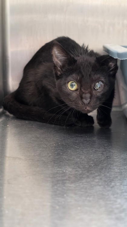 Shelter Stray Male Cat last seen , , CA, 1101 29th Ave, Oakland, CA 94601, USA