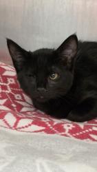 Shelter Stray Female Cat last seen , , CA, 1101 29th Ave, Oakland, CA 94601, USA