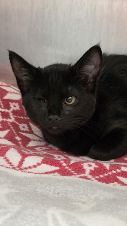 Shelter Stray Female Cat last seen , , CA, 1101 29th Ave, Oakland, CA 94601, USA
