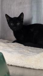 Shelter Stray Male Cat last seen , , CA, 1101 29th Ave, Oakland, CA 94601, USA