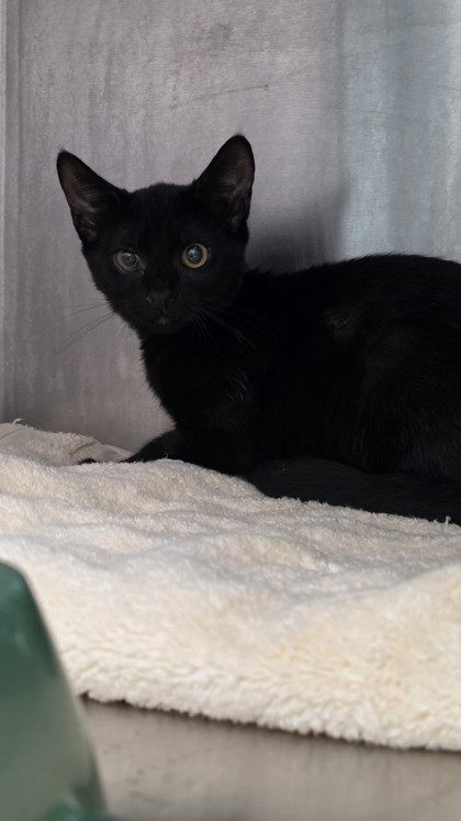 Shelter Stray Male Cat last seen , , CA, 1101 29th Ave, Oakland, CA 94601, USA