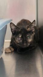 Shelter Stray Female Cat last seen , , CA, 1101 29th Ave, Oakland, CA 94601, USA