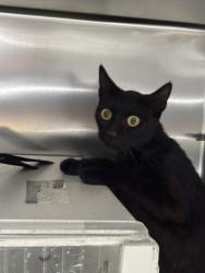 Shelter Stray Female Cat last seen Near E Street, Oakland, CA, 1101 29th Ave, Oakland, CA 94601, USA