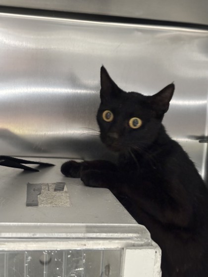 Shelter Stray Female Cat last seen Near E Street, Oakland, CA, 1101 29th Ave, Oakland, CA 94601, USA