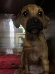 Shelter Stray Male Dog last seen Near East Missouri, CITY of El Paso, TX, 5001 Fred Wilson Ave, El Paso, TX 79906, USA