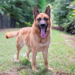 Shelter Stray Female Dog last seen Near Weatherly Drive, 30083, GA, 3280 Chamblee Dunwoody Rd, Chamblee, GA 30341, USA