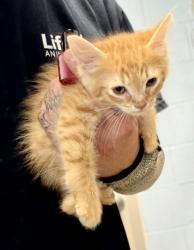 Shelter Stray Male Cat last seen Near Chamblee Dunwoody Rd. Chamblee, GA 30341, 30341, GA, 3280 Chamblee Dunwoody Rd, Chamblee, GA 30341, USA