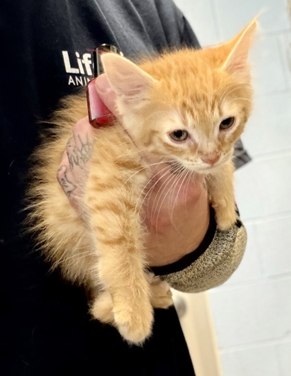 Shelter Stray Male Cat last seen Near Chamblee Dunwoody Rd. Chamblee, GA 30341, 30341, GA, 3280 Chamblee Dunwoody Rd, Chamblee, GA 30341, USA