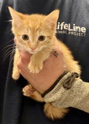 Shelter Stray Male Cat last seen Near Chamblee Dunwoody Rd. Chamblee, GA 30341, 30341, GA, 3280 Chamblee Dunwoody Rd, Chamblee, GA 30341, USA