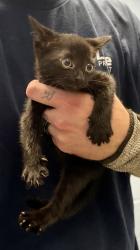 Shelter Stray Male Cat last seen Near Chamblee Dunwoody Rd. Chamblee, GA 30341, 30341, GA, 3280 Chamblee Dunwoody Rd, Chamblee, GA 30341, USA