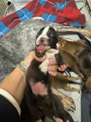 Shelter Stray Female Dog last seen HOME DEPOT - TOWNE CENTRE, 75150, TX, 1650 Gross Rd, Mesquite, TX 75149, USA