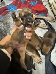 Shelter Stray Female Dog last seen HOME DEPOT - TOWNE CENTRE, 75150, TX, 1650 Gross Rd, Mesquite, TX 75149, USA