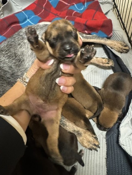 Shelter Stray Female Dog last seen HOME DEPOT - TOWNE CENTRE, 75150, TX, 1650 Gross Rd, Mesquite, TX 75149, USA