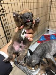 Shelter Stray Male Dog last seen HOME DEPOT - TOWNE CENTRE, 75150, TX, 1650 Gross Rd, Mesquite, TX 75149, USA