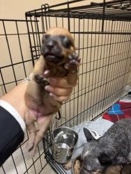 Shelter Stray Female Dog last seen HOME DEPOT - TOWNE CENTRE, 75150, TX, 1650 Gross Rd, Mesquite, TX 75149, USA