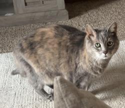 Lost Female Cat last seen Near Cardinal Drive, Sullivan, WI 53178