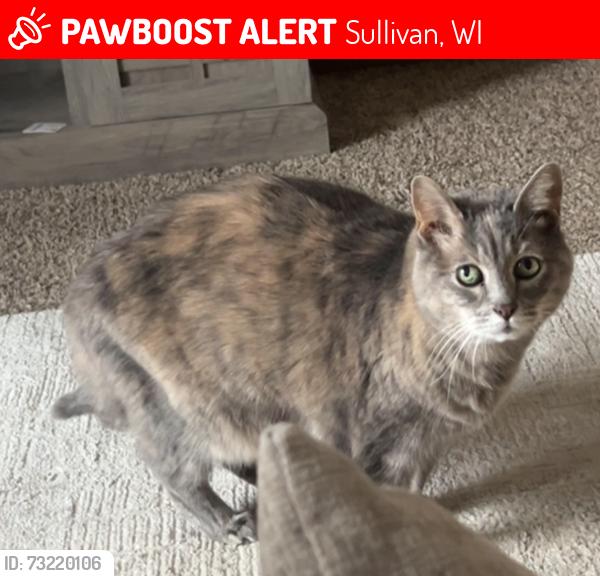 Lost Female Cat last seen Near Cardinal Drive, Sullivan, WI 53178