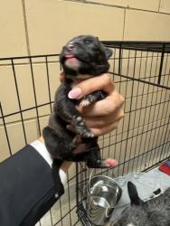 Shelter Stray Female Dog last seen HOME DEPOT - TOWNE CENTRE, 75150, TX, 1650 Gross Rd, Mesquite, TX 75149, USA