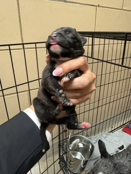 Shelter Stray Female Dog last seen HOME DEPOT - TOWNE CENTRE, 75150, TX, 1650 Gross Rd, Mesquite, TX 75149, USA