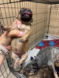Shelter Stray Female Dog last seen HOME DEPOT - TOWNE CENTRE, 75150, TX, 1650 Gross Rd, Mesquite, TX 75149, USA