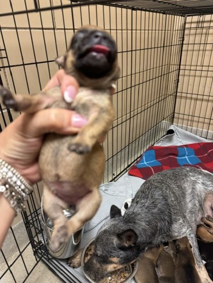 Shelter Stray Female Dog last seen HOME DEPOT - TOWNE CENTRE, 75150, TX, 1650 Gross Rd, Mesquite, TX 75149, USA