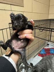Shelter Stray Female Dog last seen HOME DEPOT - TOWNE CENTRE, 75150, TX, 1650 Gross Rd, Mesquite, TX 75149, USA