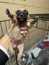 Shelter Stray Male Dog last seen HOME DEPOT - TOWNE CENTRE, 75150, TX, 1650 Gross Rd, Mesquite, TX 75149, USA
