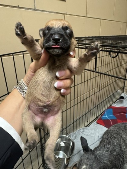 Shelter Stray Male Dog last seen HOME DEPOT - TOWNE CENTRE, 75150, TX, 1650 Gross Rd, Mesquite, TX 75149, USA