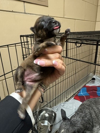 Shelter Stray Female Dog last seen HOME DEPOT - TOWNE CENTRE, 75150, TX, 1650 Gross Rd, Mesquite, TX 75149, USA