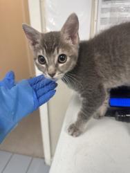 Shelter Stray Male Cat last seen Douglas Blvd & Sunrise Ave, Roseville City, CA, 200 Tahoe Ave, Roseville, CA 95678, USA