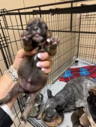 Shelter Stray Female Dog last seen HOME DEPOT - TOWNE CENTRE, 75150, TX, 1650 Gross Rd, Mesquite, TX 75149, USA