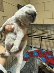 Shelter Stray Male Dog last seen HOME DEPOT - TOWNE CENTRE, 75150, TX, 1650 Gross Rd, Mesquite, TX 75149, USA