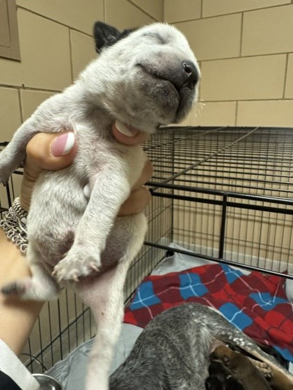 Shelter Stray Male Dog last seen HOME DEPOT - TOWNE CENTRE, 75150, TX, 1650 Gross Rd, Mesquite, TX 75149, USA