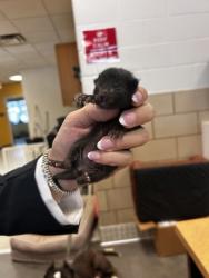 Shelter Stray Male Cat last seen Tosch Playground ( 2424 Larchmont Dr), 75150, TX, 1650 Gross Rd, Mesquite, TX 75149, USA