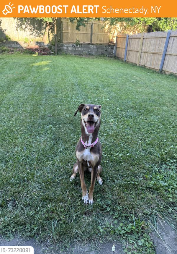 Found/Stray Female Dog last seen Popeyes parking lot, Schenectady, NY 12304