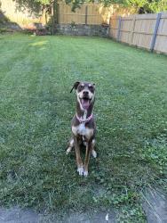 Found/Stray Female Dog last seen Popeyes parking lot, Schenectady, NY 12304