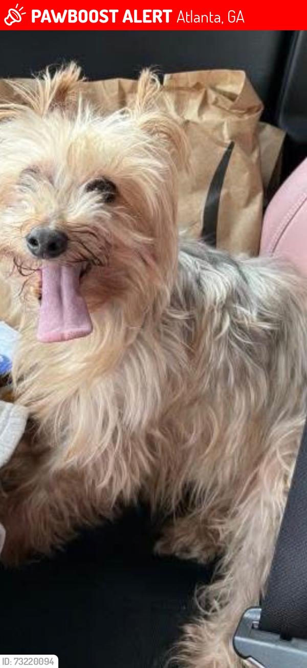 Lost Male Dog last seen Jones rd. Stonewall tell, Atlanta, GA 30349