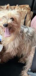 Lost Male Dog last seen Jones rd. Stonewall tell, Atlanta, GA 30349
