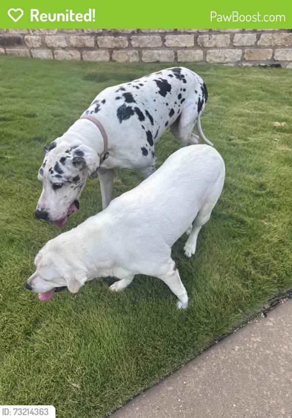 Reunited Male Dog last seen Bee Caves, Austin, TX 78746